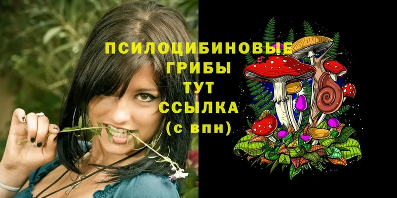 купить   Белёв  Псилоцибиновые грибы Cubensis 